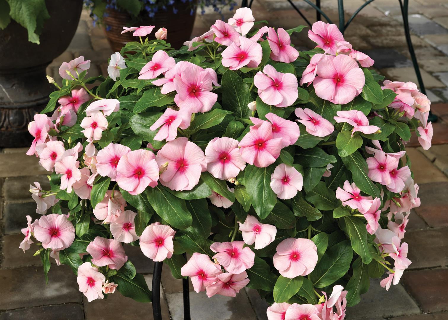 Flowering Vinca cascading 1 Gabrielsen Wholesale